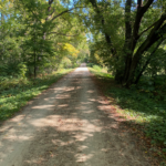 A wooded trail curving into the distance, dappled with sunlight
