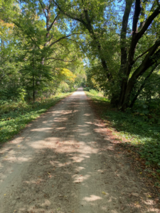A wooded trail curving into the distance, dappled with sunlight