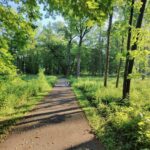 A quiet paved path curving ahead through green, sunlit summer woods.