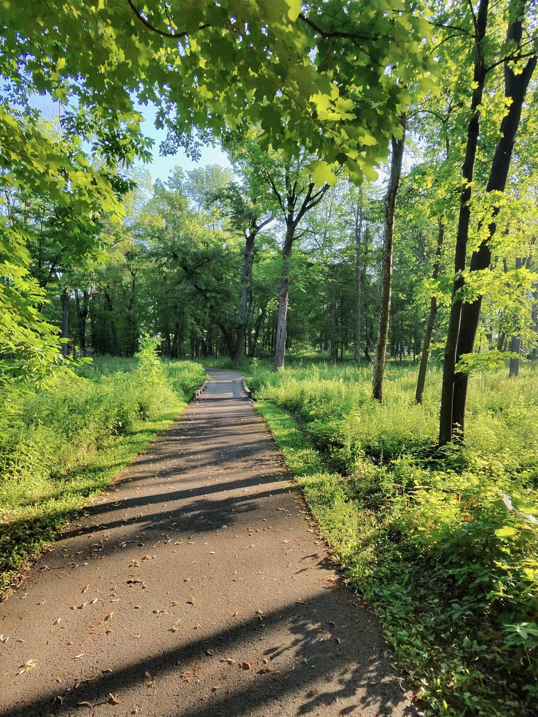 A quiet paved path curving ahead through green, sunlit summer woods.
