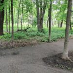 A paved trail splitting in two through a stand of trees