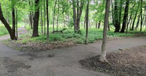 A paved trail splitting in two through a stand of trees